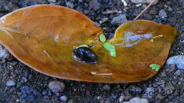 Schnecke.jpg