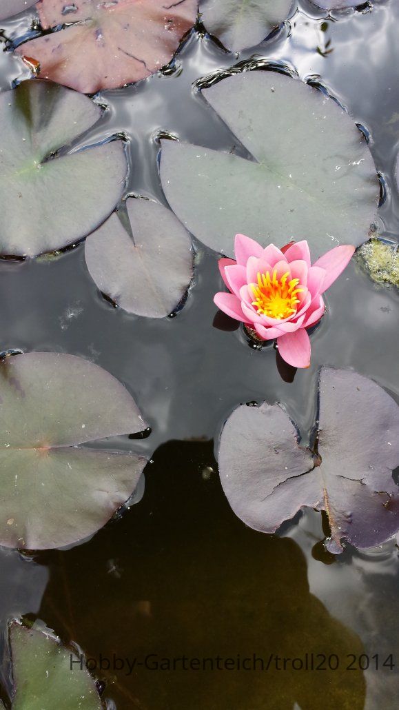 Seerose 2.jpg
