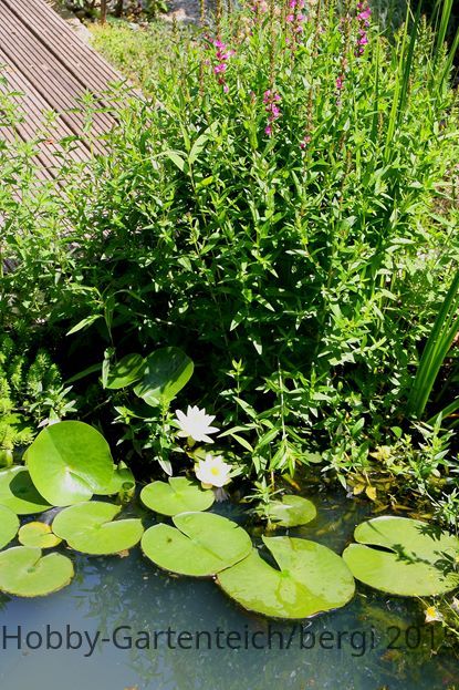 Seerosen_Terrasse (Copy).jpg