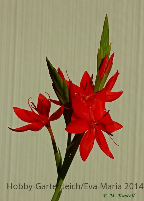 Spaltgriffel_Blüte_makro_grün_pink_3_700.JPG