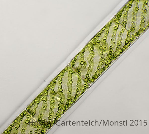 spirogyra.wies1.jpg