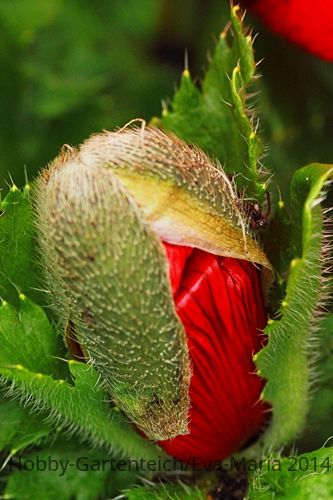 Staudenmohn_Kapsel_grün_rot_makro_500.JPG