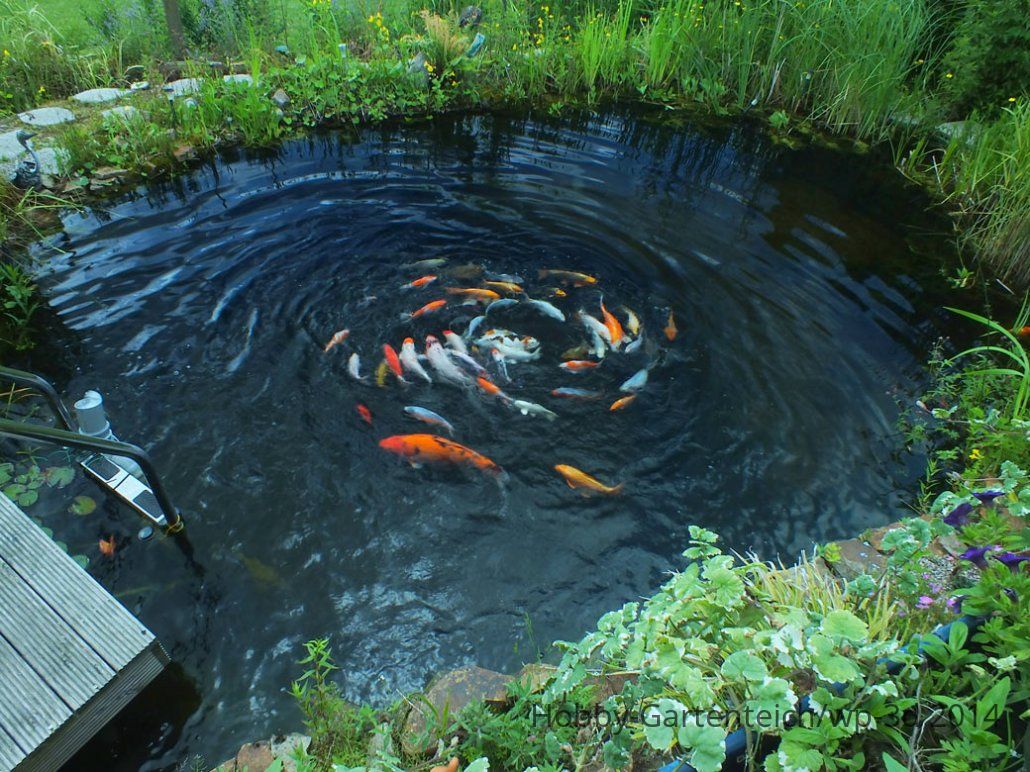 Strudel-im-Teich.jpg