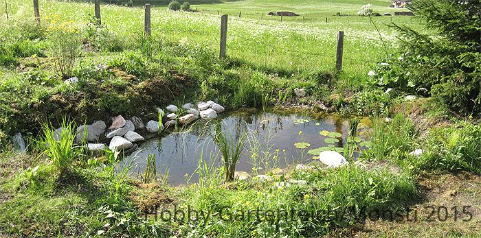 Teich.18.7.15a.jpg