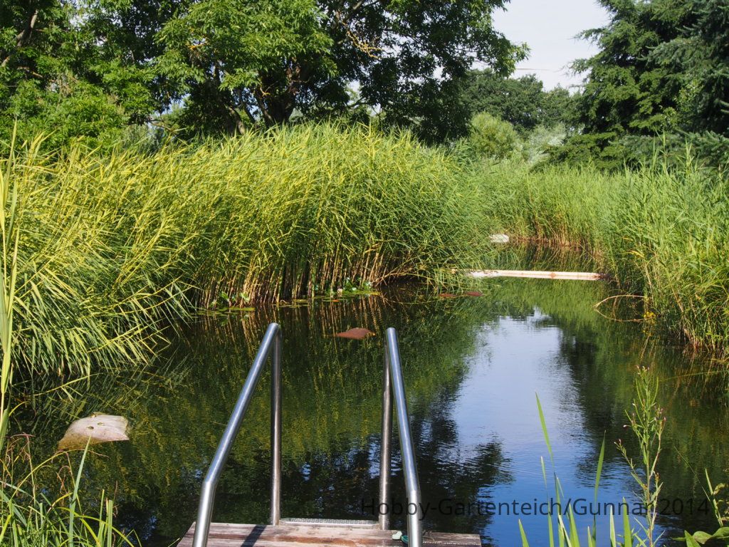 Teich 2014 012.JPG