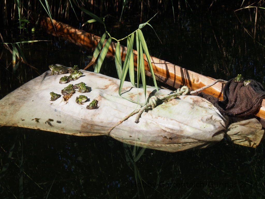 Teich 2014 016.JPG
