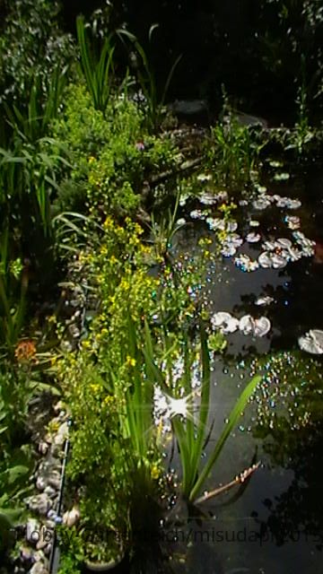 Teich 3.JPG