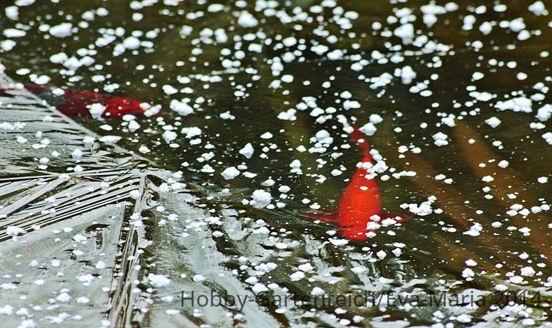 Teich befroren_Fisch steht oben_macro_800.JPG