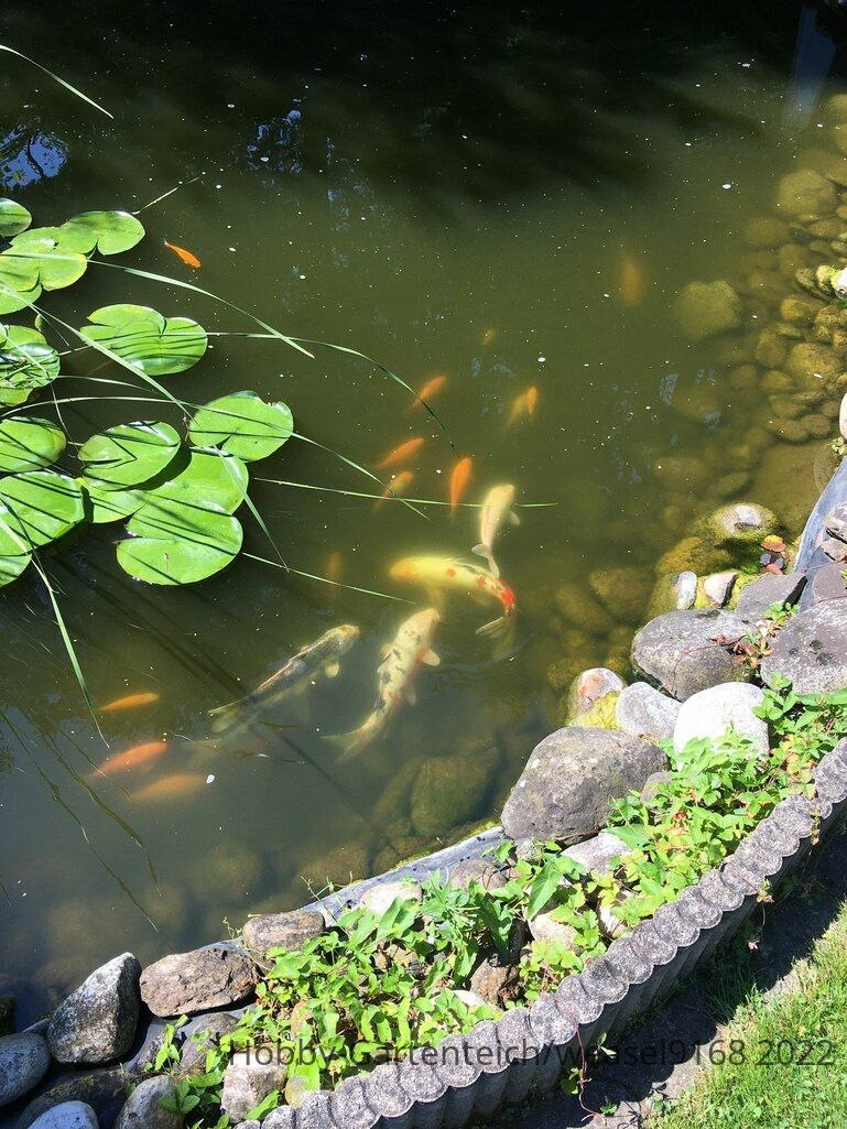 teich.jpeg