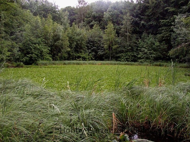 teich-krebsscheren-2-jpg.31661