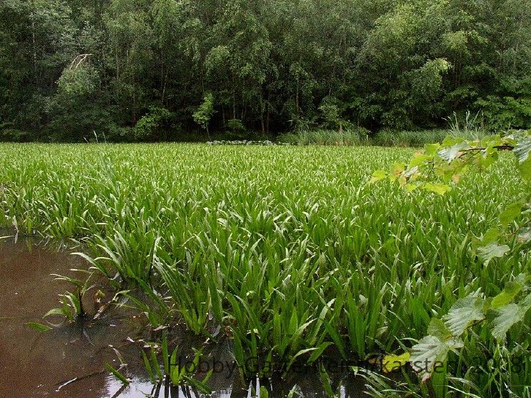 teich-krebsscheren-jpg.31660