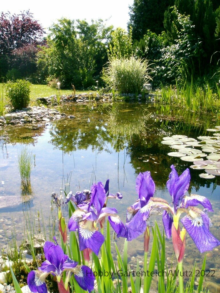 Teich mit Iris.jpg