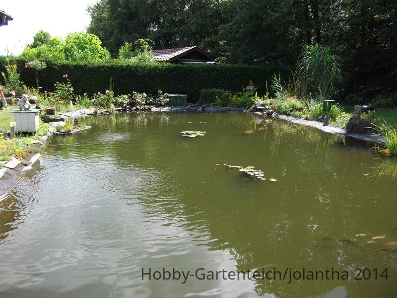 Teich06.07.14.jpg