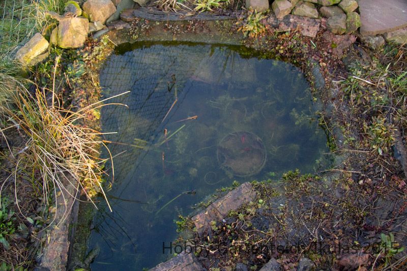 Teich15-4901.jpg