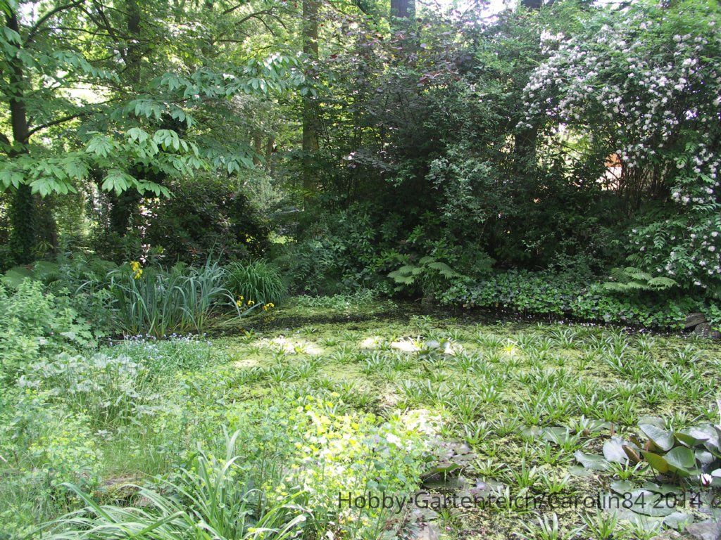 Teich2.jpg