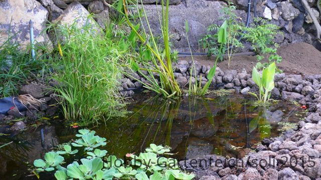 Teich3.jpg