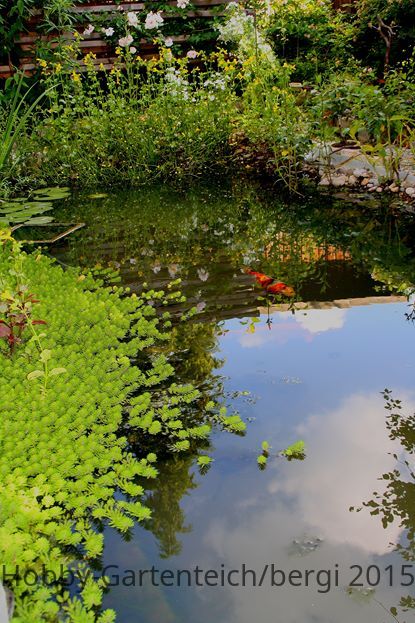 teich_VI2015 (Copy).jpg