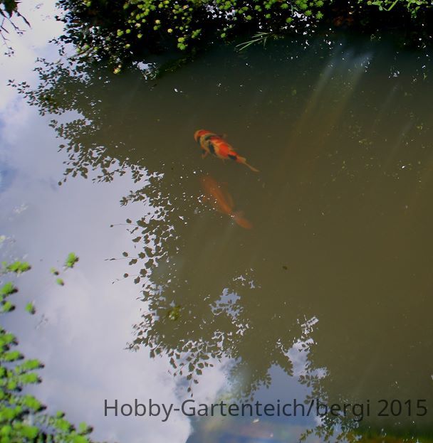 teich_VI2015_3 (Copy).jpg