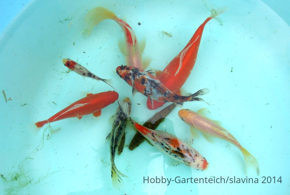 Teichfische2.jpg