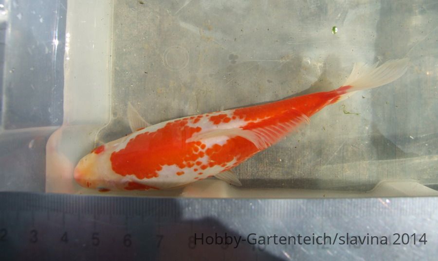 Teichfische4.jpg