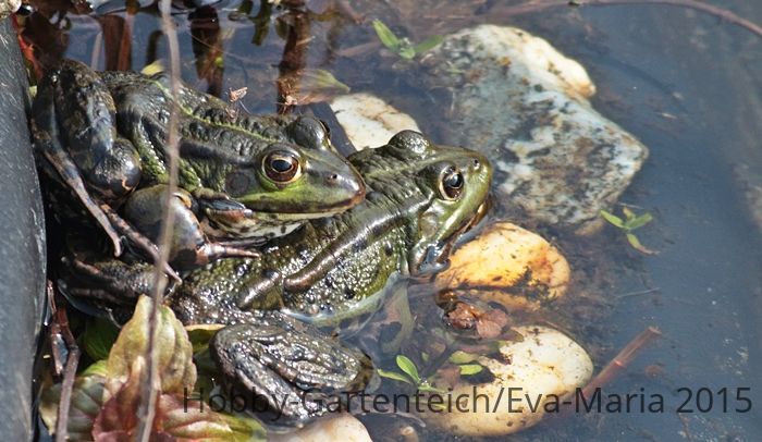 Teichfrösche_2 of a kind_ Liebe_700.JPG