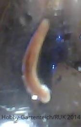 teichwurm-jpg.133191