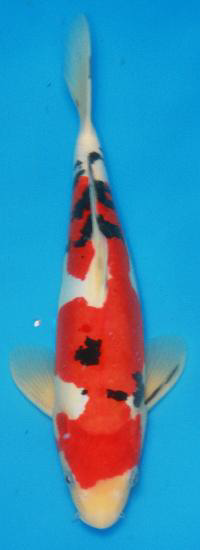 upload_2014-3-23_19-31-41.png