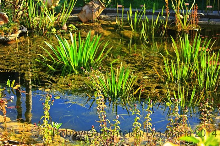 UW_Dschungel im Gartenteich_700.JPG