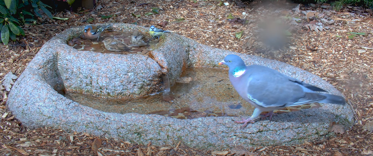 Vogelbd.png