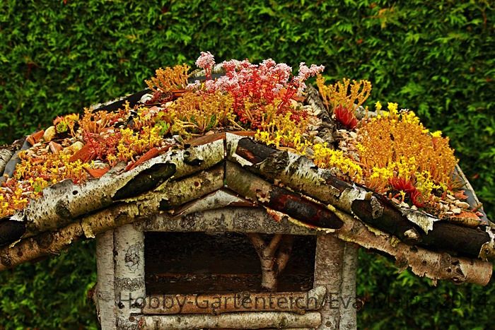 Vogelhausdach in voller Blüte_700_95.JPG