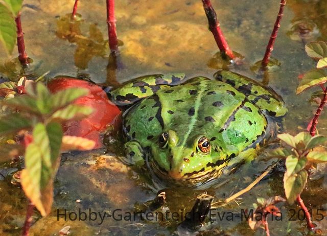 was hat dieser Frosch_640.JPG