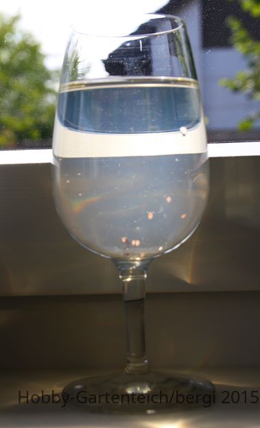 Wasserflöhe (Copy).jpg