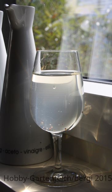 Wasserflöhe2 (Copy).jpg