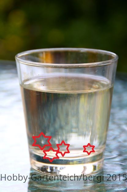 Wasserflohtest (Copy).jpg