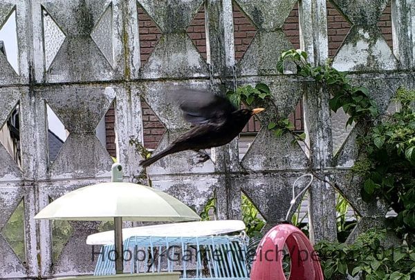 Wild 3 102_779.JPG