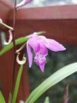 bletilla_striata_1.jpg