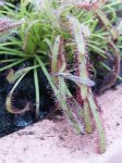 drosera_10.jpg