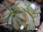 drosera_1.jpg