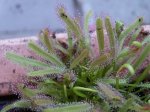 drosera_8.jpg