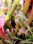 drosera_bl_te_2.jpg