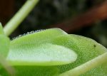 pinguicula_2.jpg