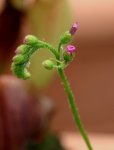 drosera_bl_te.jpg