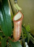 nepenthes_xiphioides_hyb.jpg