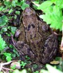 froschdraufsicht.jpg froschdraufsicht.jpg