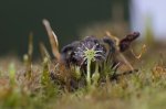 drosera-anglica-web-klein.jpg