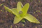 pinguicula-longif-web-kl.jpg