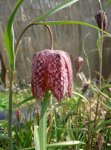 fritillaria_meleagris_bl_te.jpg
