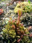 drosera_anglica1.jpg