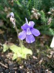 pinguicula_grandiflora_bl_te.jpg