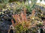 drosera_filiformis_x_intermedia.jpg